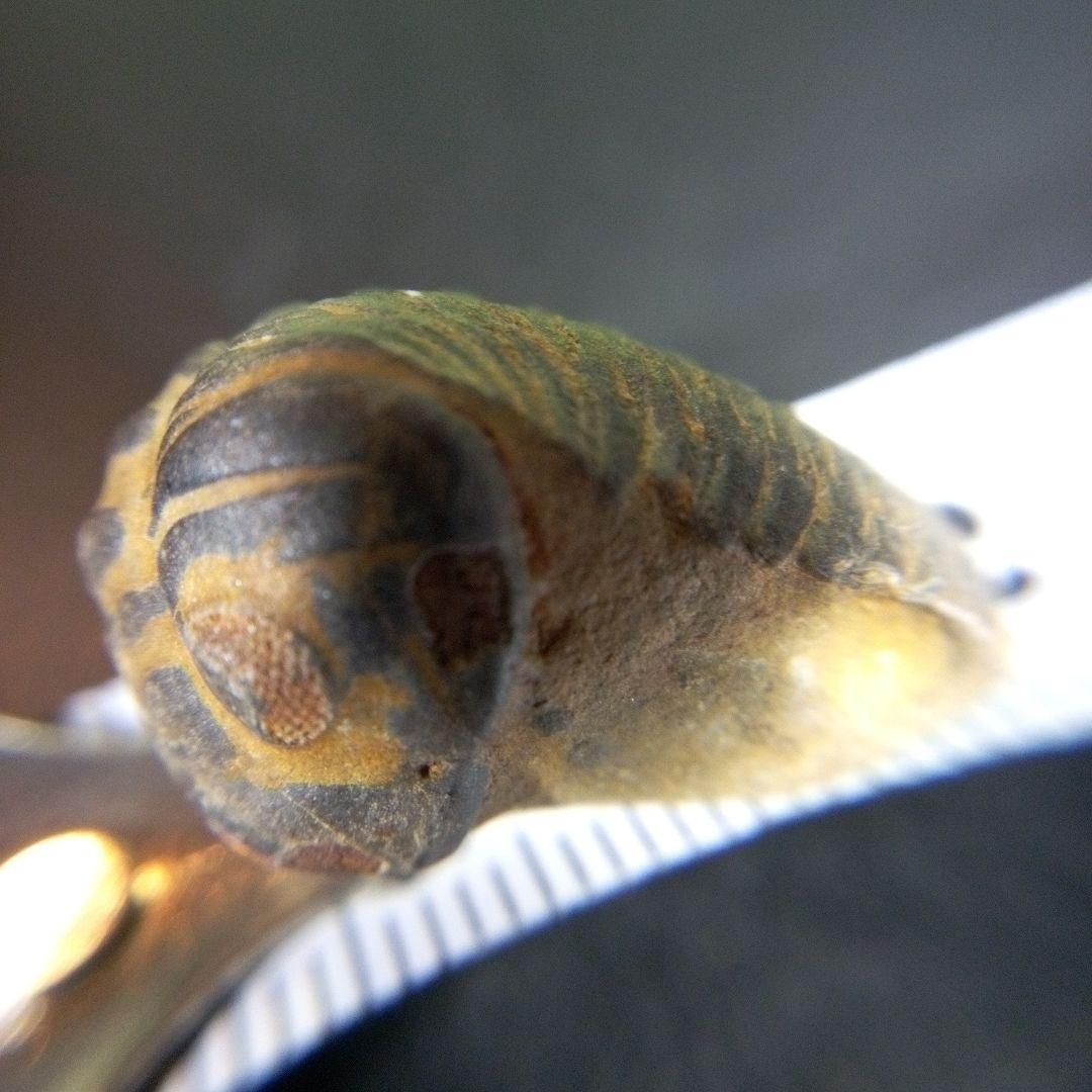 三葉虫　化石　fossil　ボリビア産　trilobite　ノジュール種類⑦