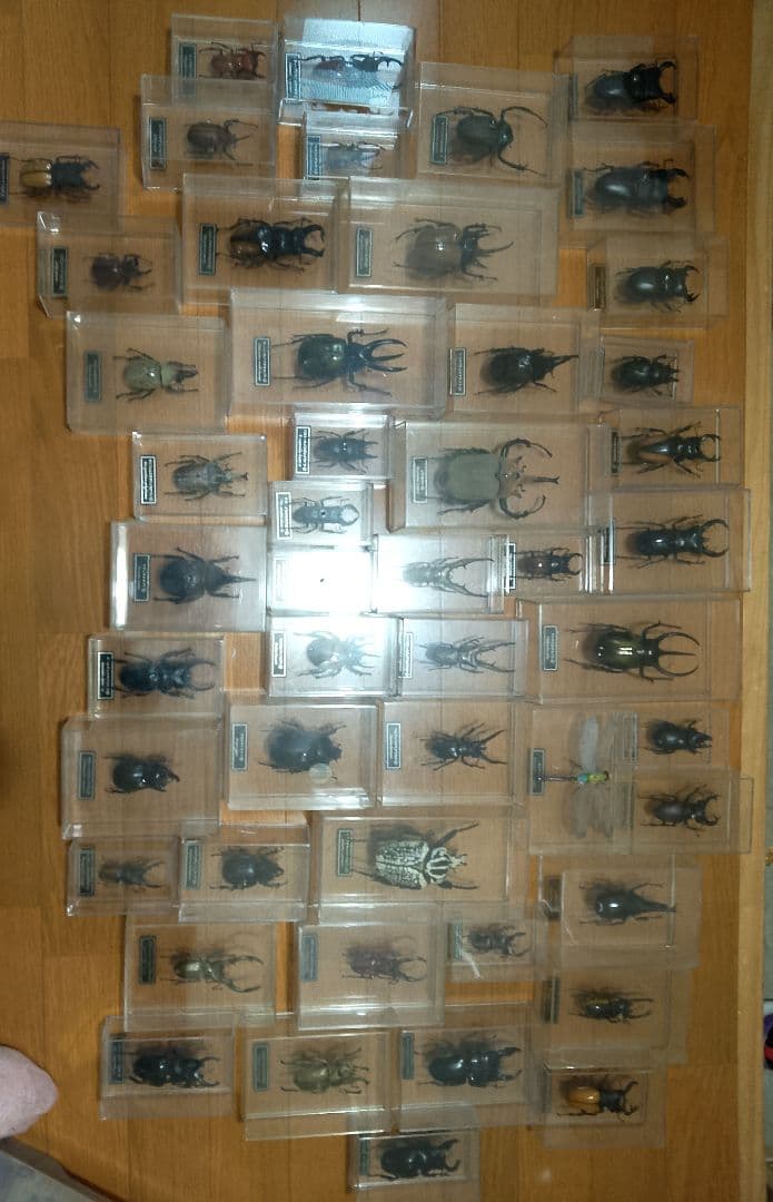 デアゴスティーニ　世界の昆虫シリーズ　コレクション　原寸大標本　５０匹