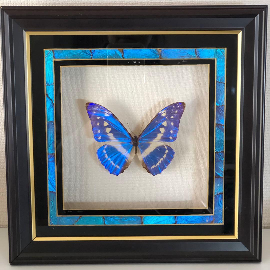サ*ヤ様 キプリスモルフォ蝶 コロンビア 標本 額縁入り