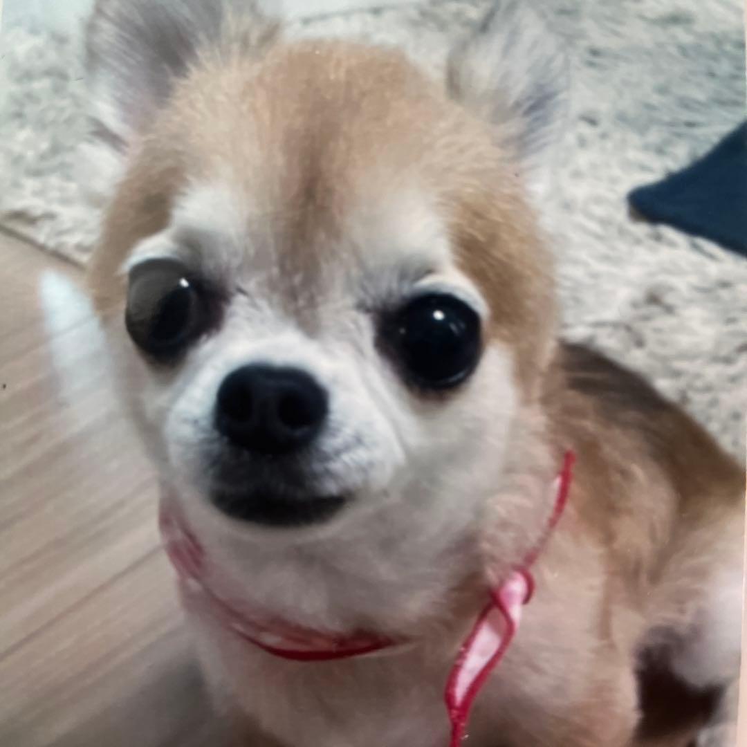 小型犬用手編み服　toto