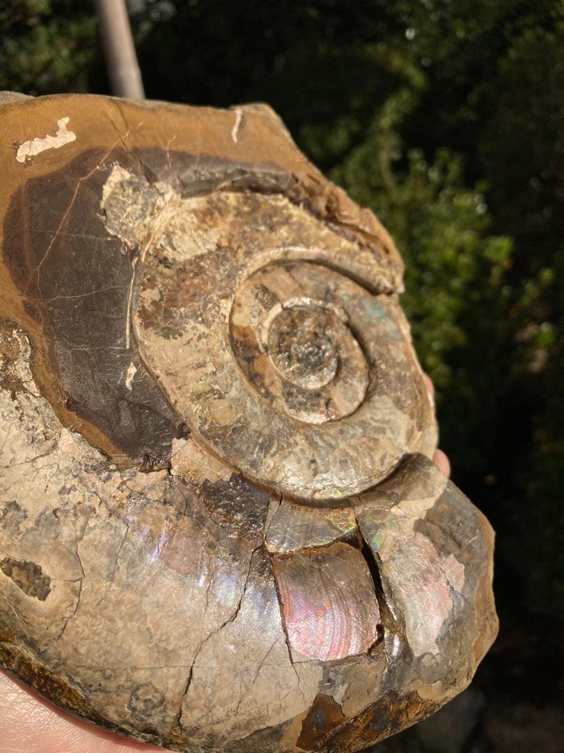 北海道　中川　大きな虹色ハウエリセラス　化石　恐竜