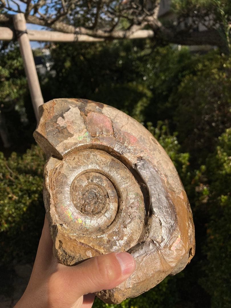 北海道　中川　大きな虹色ハウエリセラス　化石　恐竜