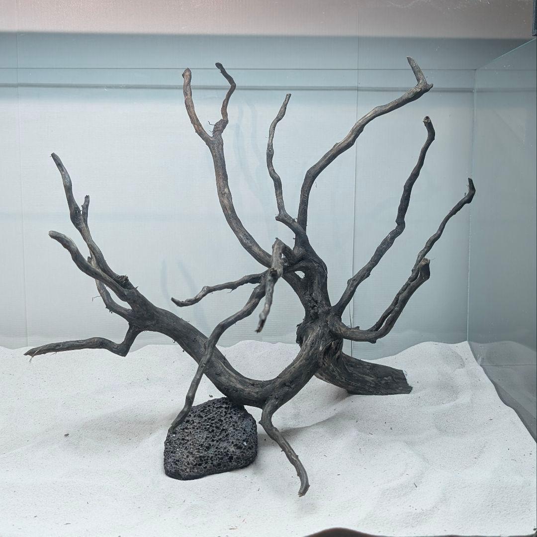 ブラックスマトラブランチ【BSB118】アクアリウム まとめ買い対応可 水槽