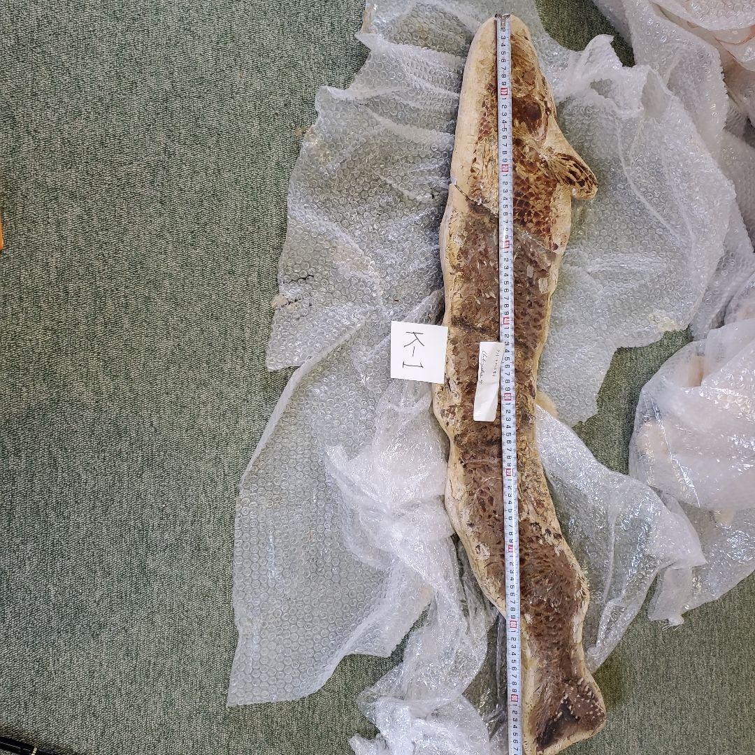 魚の化石 Chloroscyllium sp. 標本 K-1 約100cm