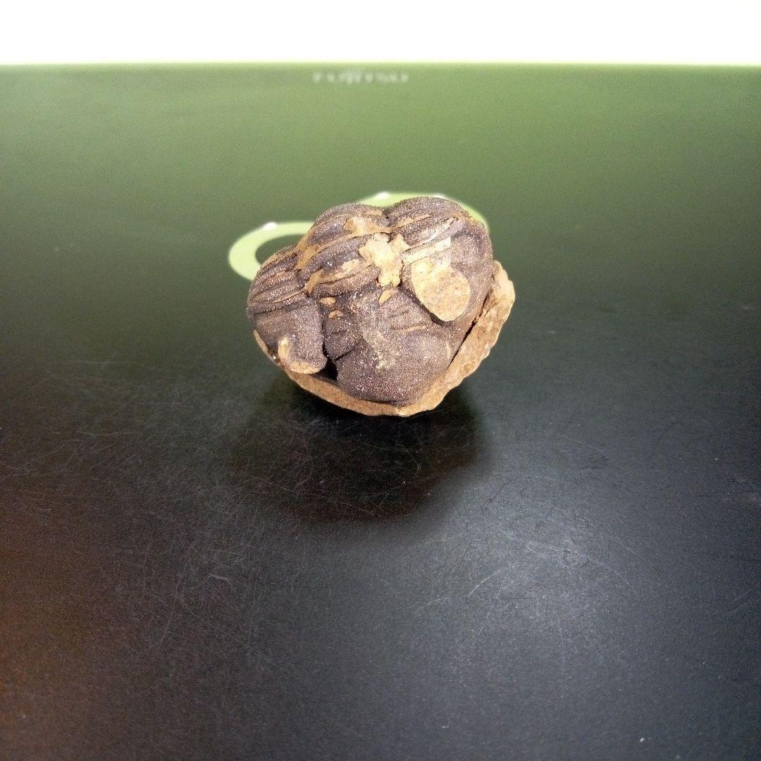 三葉虫　化石　ボリビア産　南アメリカ　trilobite　Bolivia三葉虫④