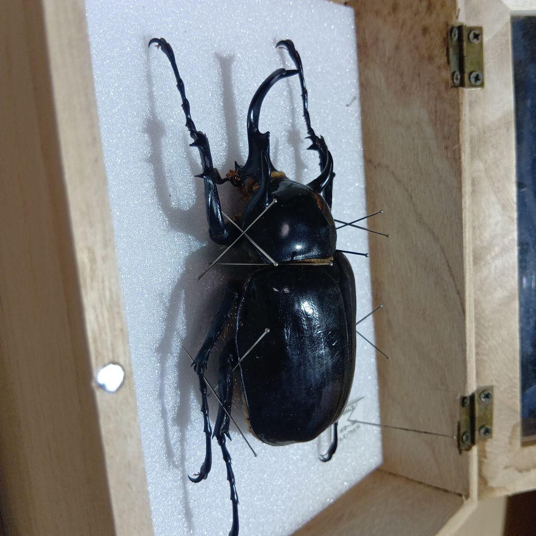 ⚠️最終値下げ⚠️早いもんがち‼️マルスゾウカブト標本 木製ケース入り