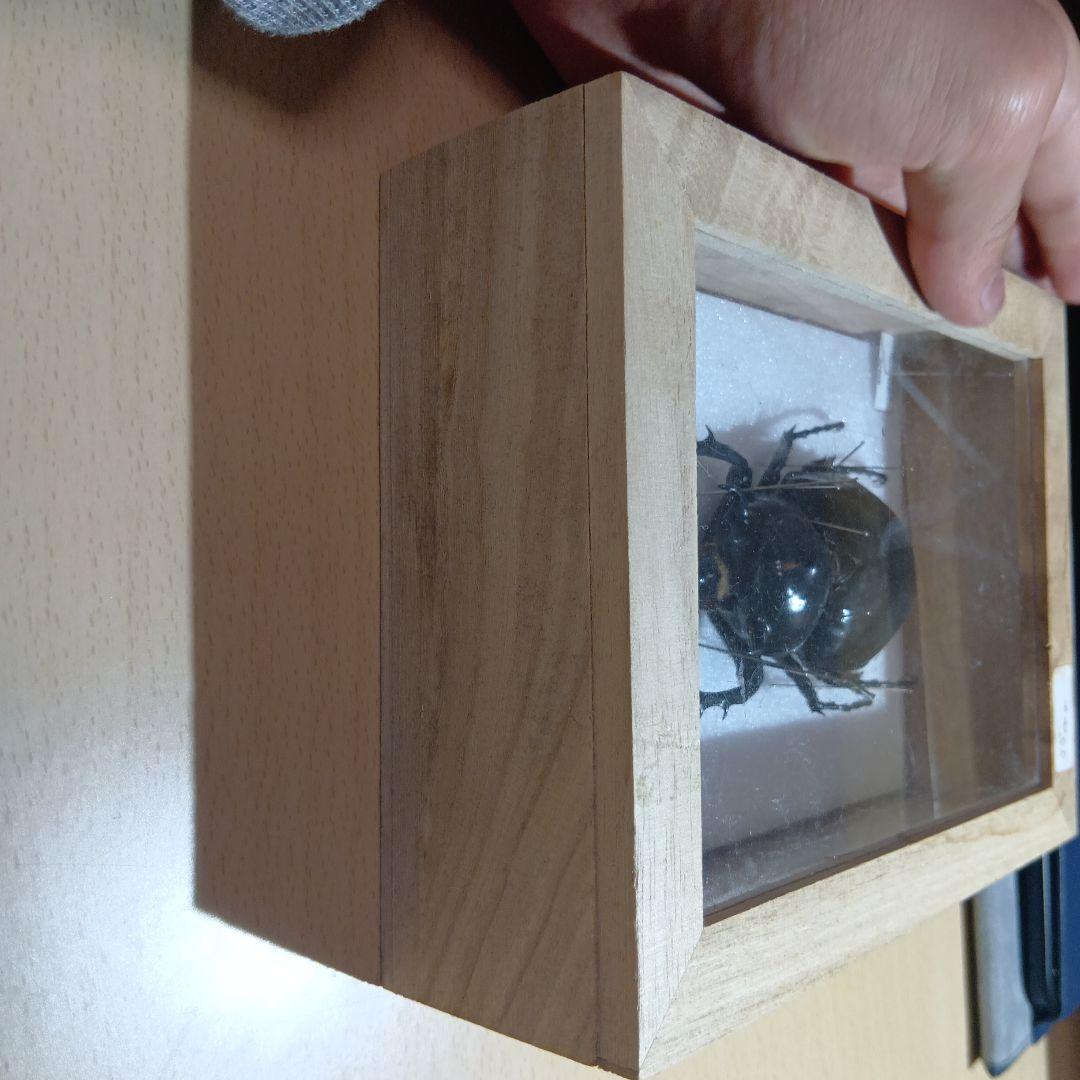 ⚠️最終値下げ⚠️早いもんがち‼️マルスゾウカブト標本 木製ケース入り