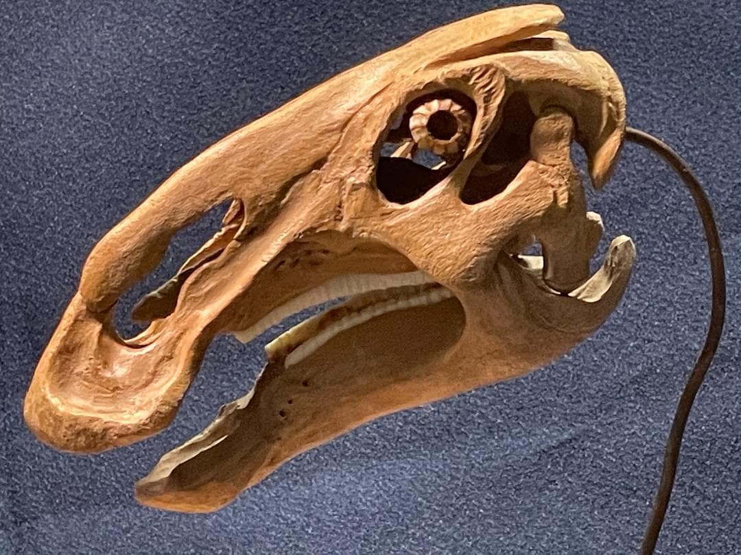 木彫　恐竜　ブラキロフォサウルス頭骨　１/10スケール