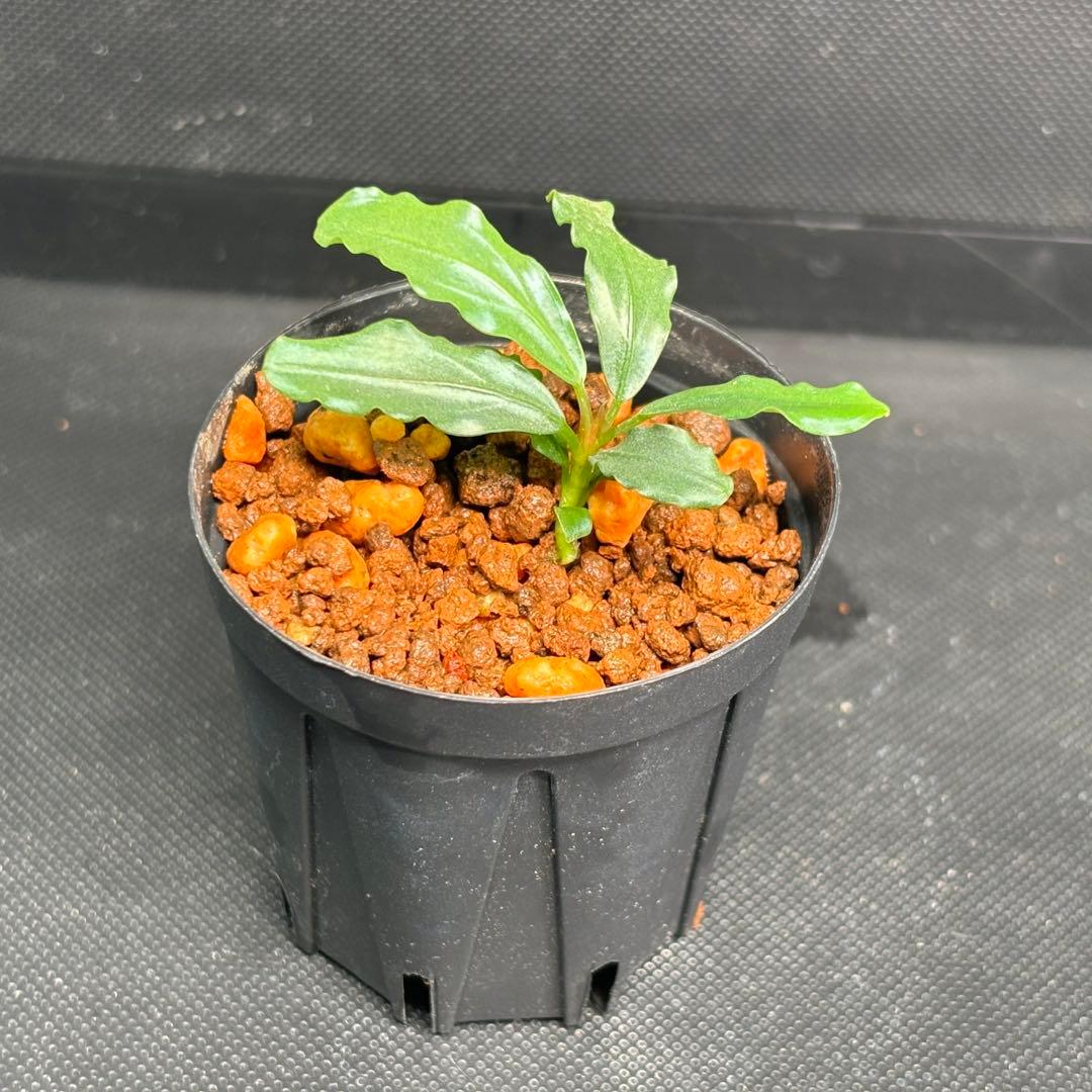 Bucephalandra sp. Aurora KN便