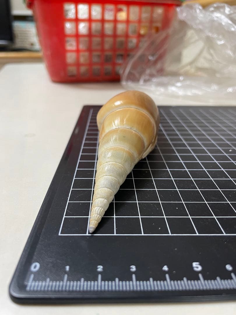 エビスガイ　貝殻　標本