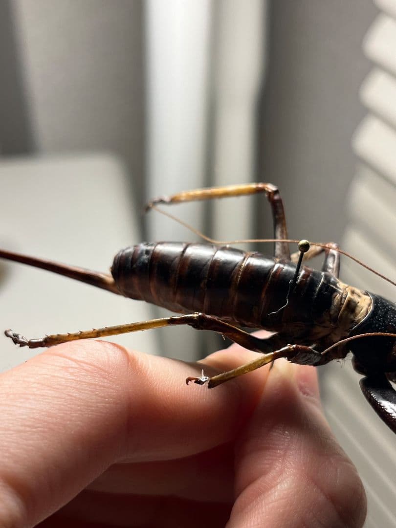 【特大♀】マッチョキリギリス コロギス リオック ロブスター　標本