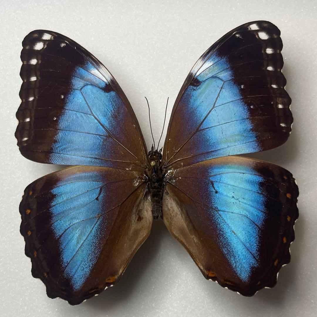 モルフォ蝶ヘラノール標本オス