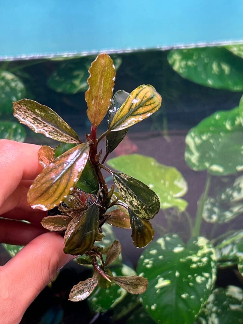 ブセファランドラｓｐ. ピンクバリエガータい斑入り 水中葉 5 株