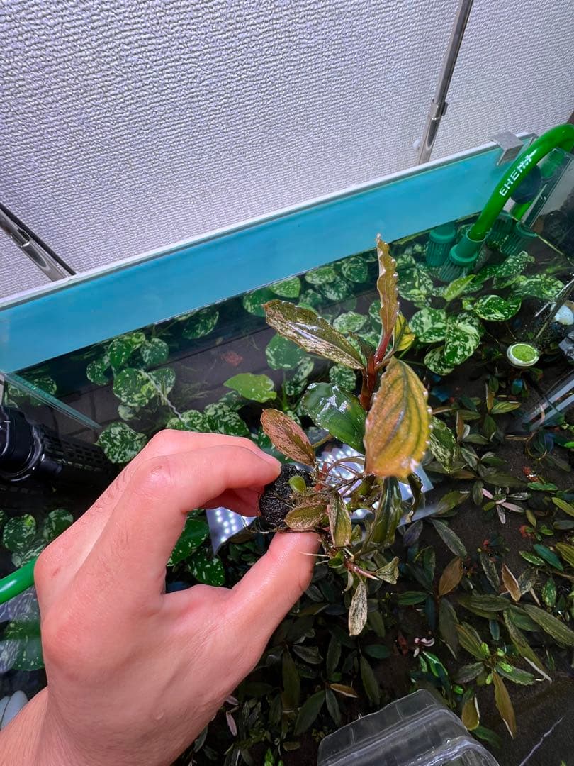 ブセファランドラｓｐ. ピンクバリエガータい斑入り 水中葉 5 株