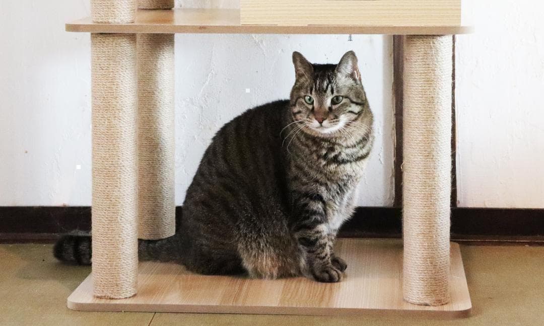 アウトレット3 キャットタワー 木製 宇宙船　展望台　多頭飼い 大型 178cm