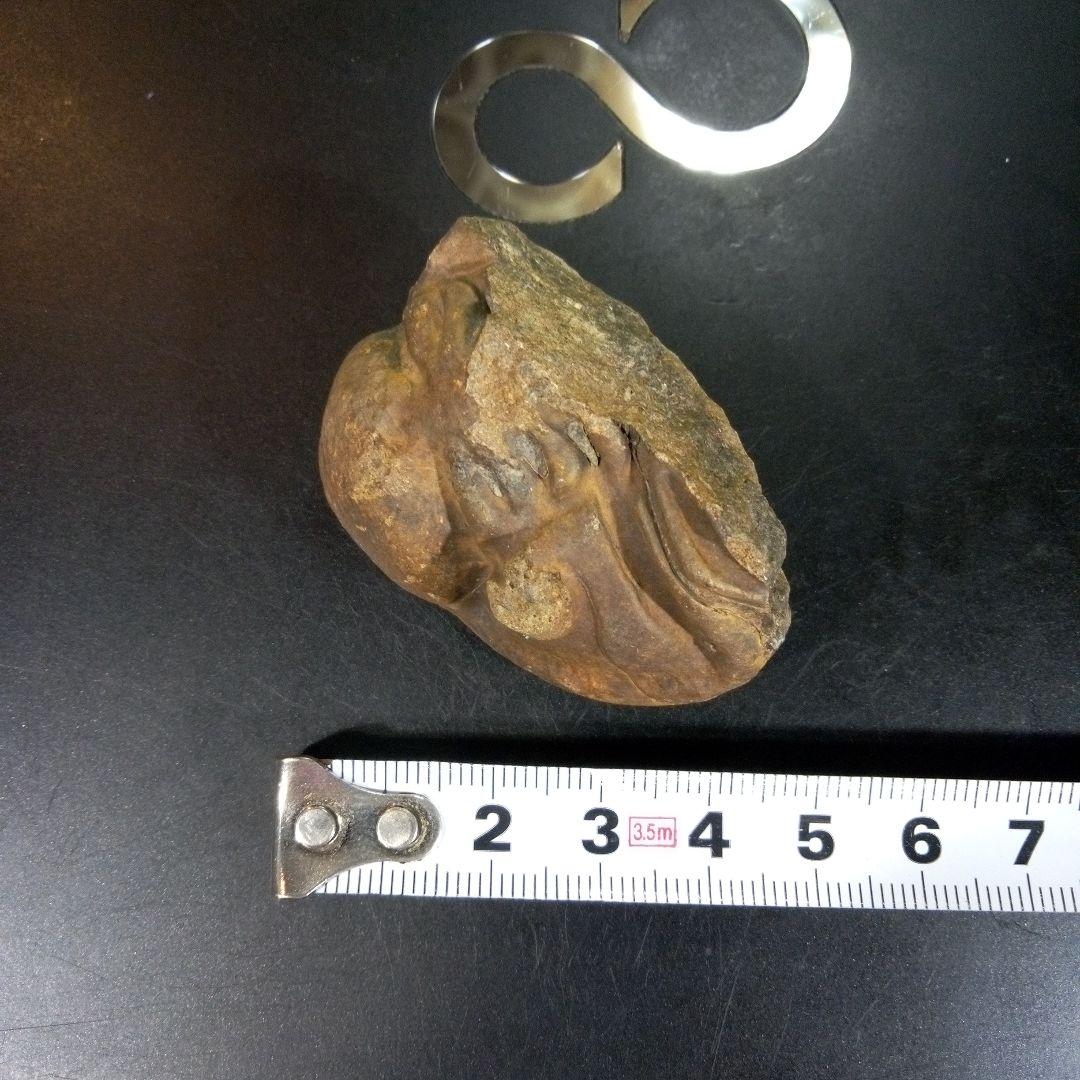 三葉虫　化石　fossil　ボリビア　trilobite　海生動物　三葉虫識別③