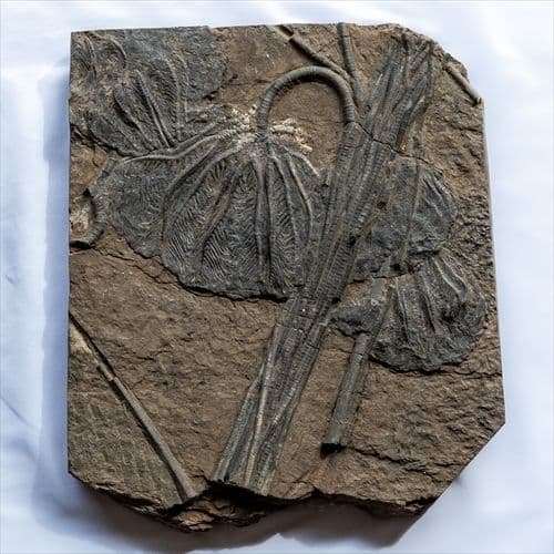 極上 ウミユリ トラウマトクリヌス 化石 本物 貴州省産 46cm um1