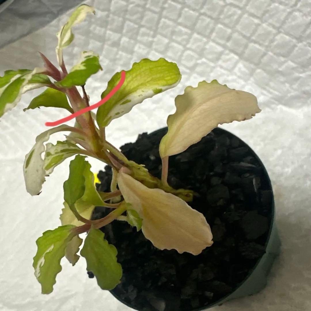 Bucephalandra sp. Variegata Hn:福袋 CAKUMI