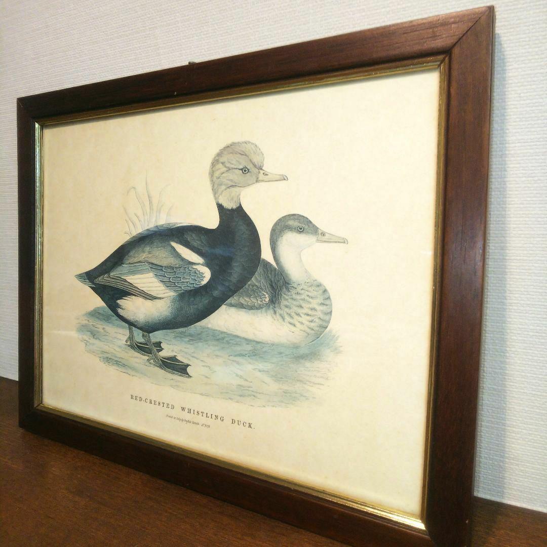 M*e様 Grafiche Tasgotti イタリアン プリント 水鳥 ４点セ