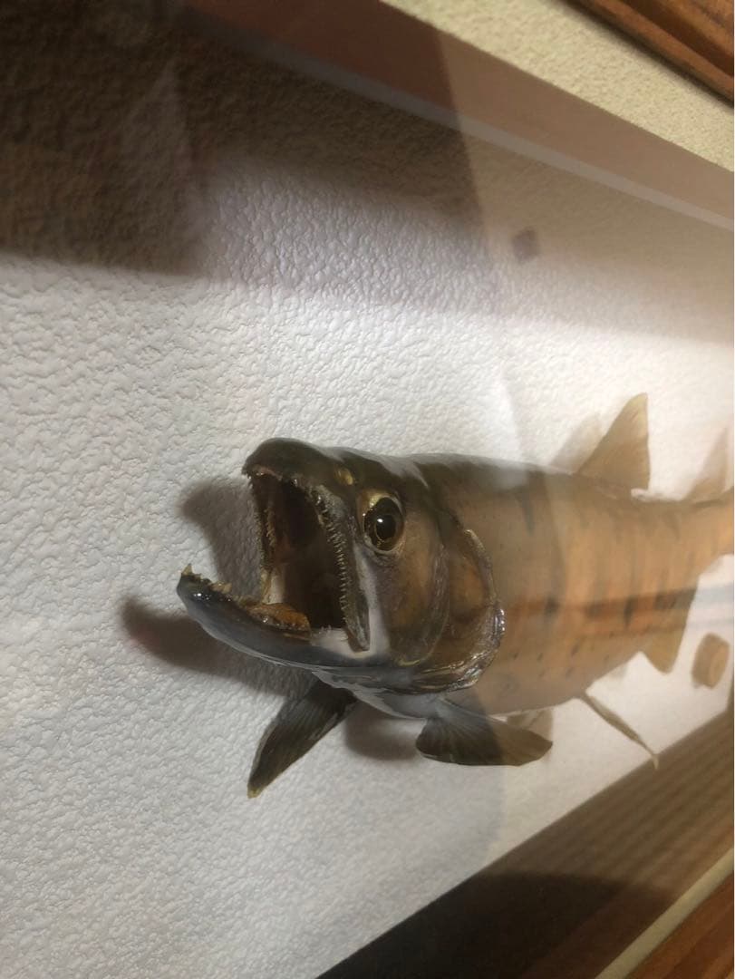 ヤマメの標本　剥製　木製フレーム付き 約34cm