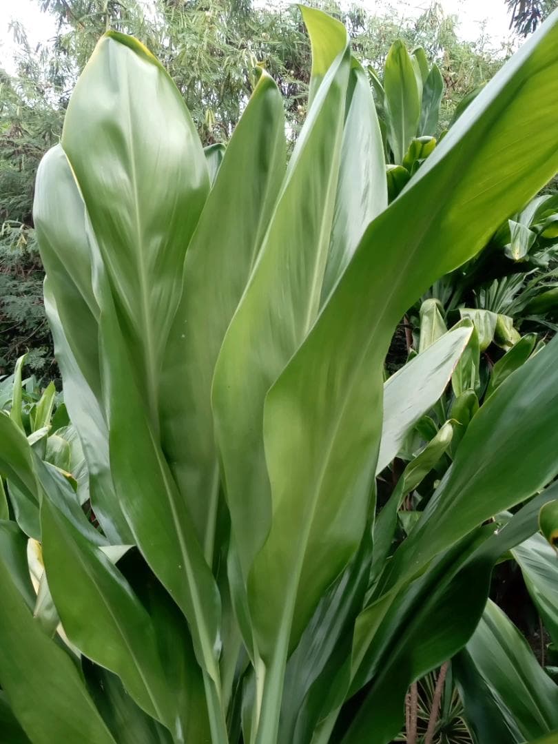 ハワイ産沖縄育ちの\