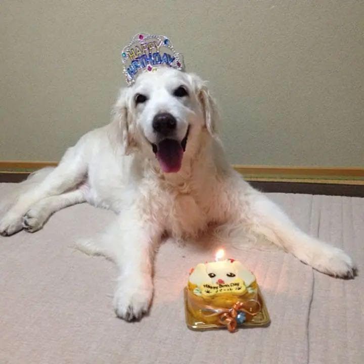 総額16万円以上　犬用車椅子　介護用品 Walkin Wheels シニア犬