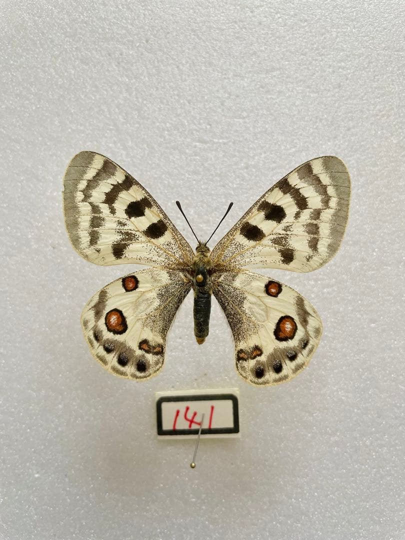 【ペア購入できます】パルナシウス・イノピナツ（1メス、アフガニスタン）