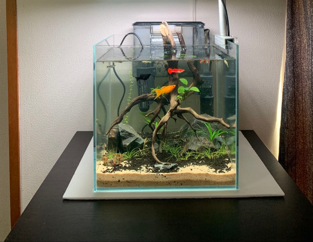 超透明ガラス水槽セット流木（30×30×30cm）