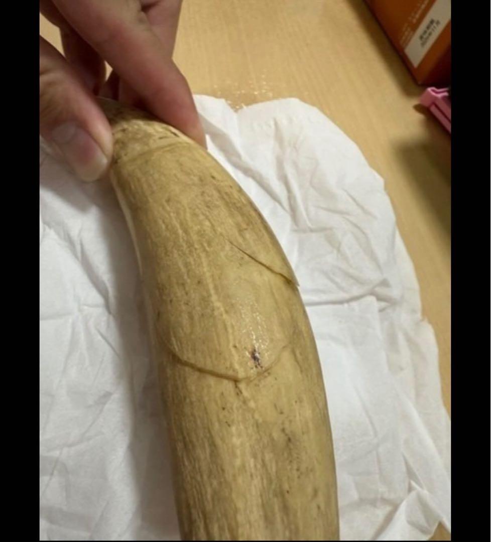 ■抹香鯨 鯨歯 牙