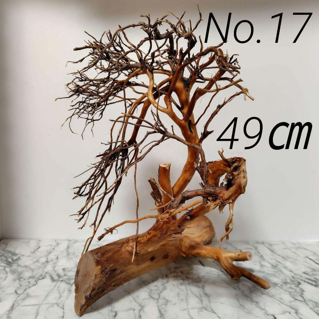 アク抜き済み流木【17】