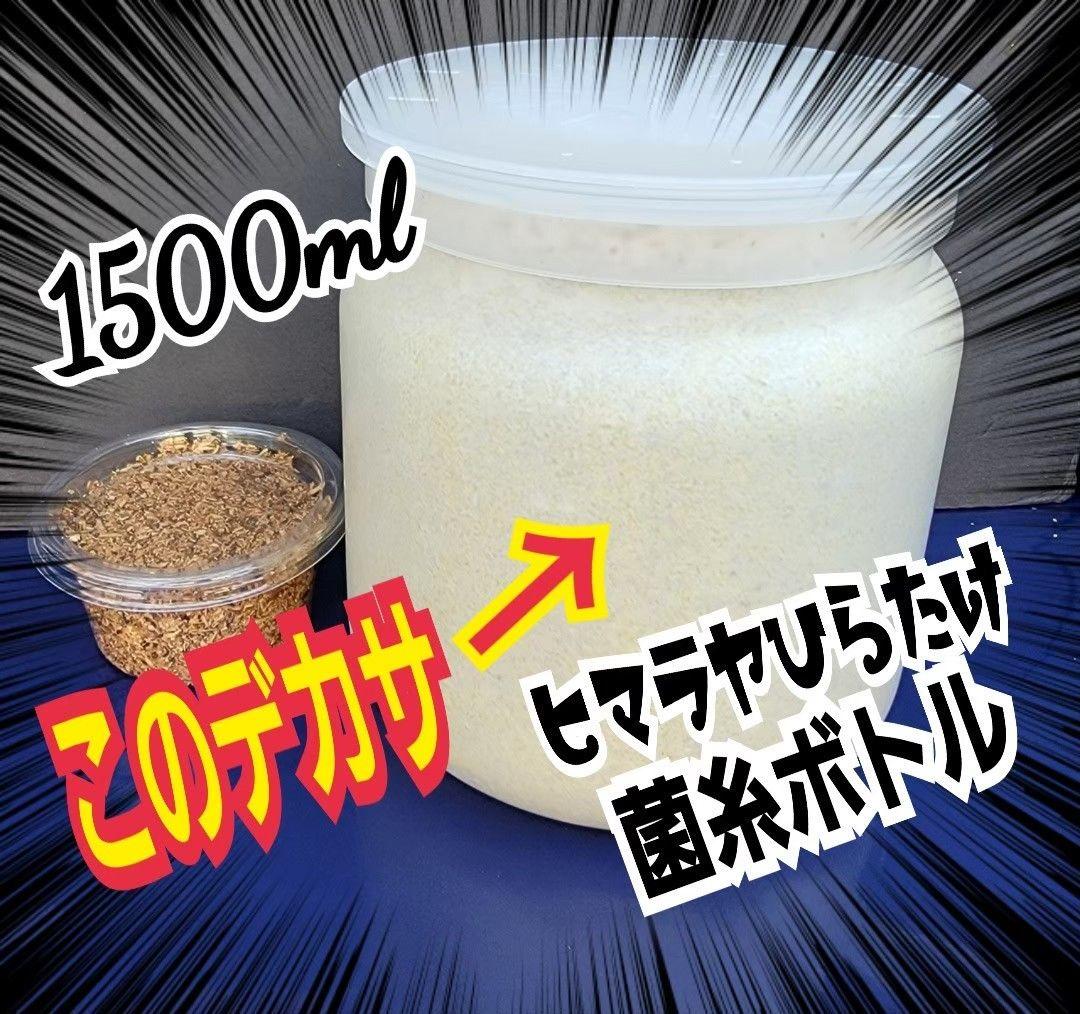 極上！ヒマラヤひらたけ菌糸瓶　特大1500ml【5本セット】トレハロース強化配合