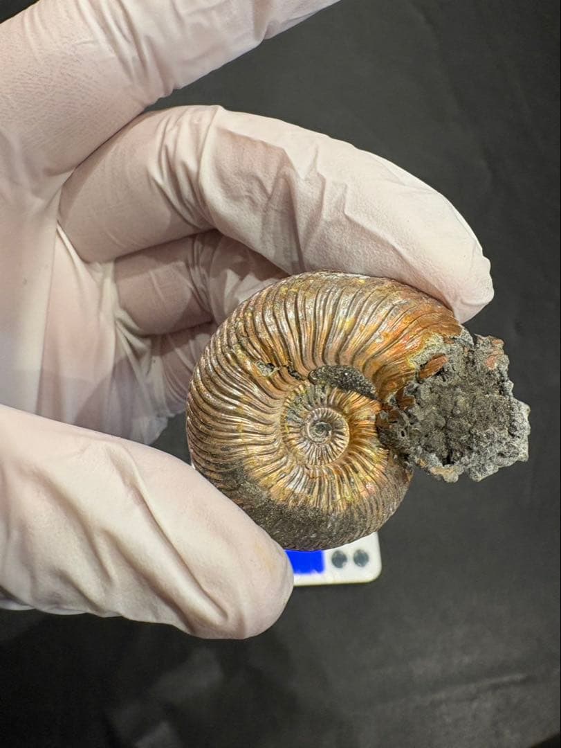 化石　クエンステッドセラス　アンモナイト　まとめ9つ