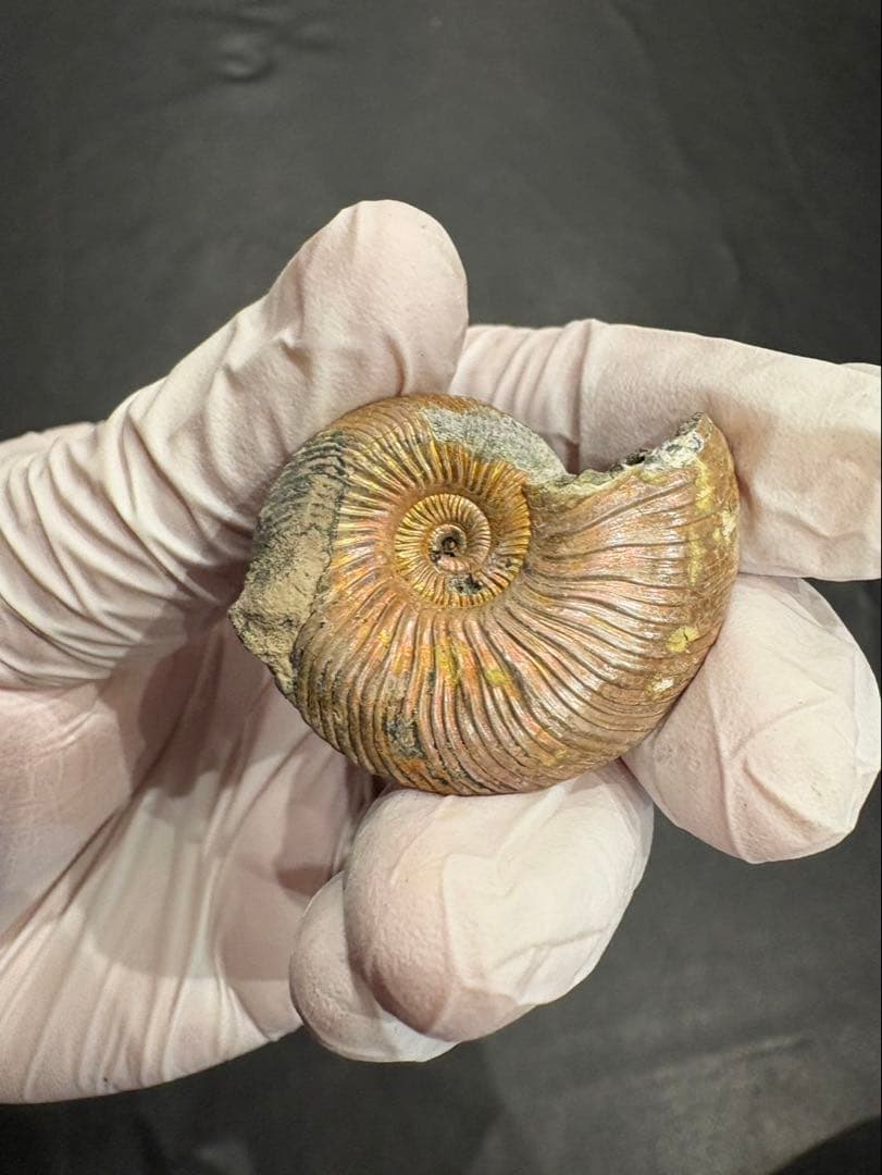 化石　クエンステッドセラス　アンモナイト　まとめ9つ