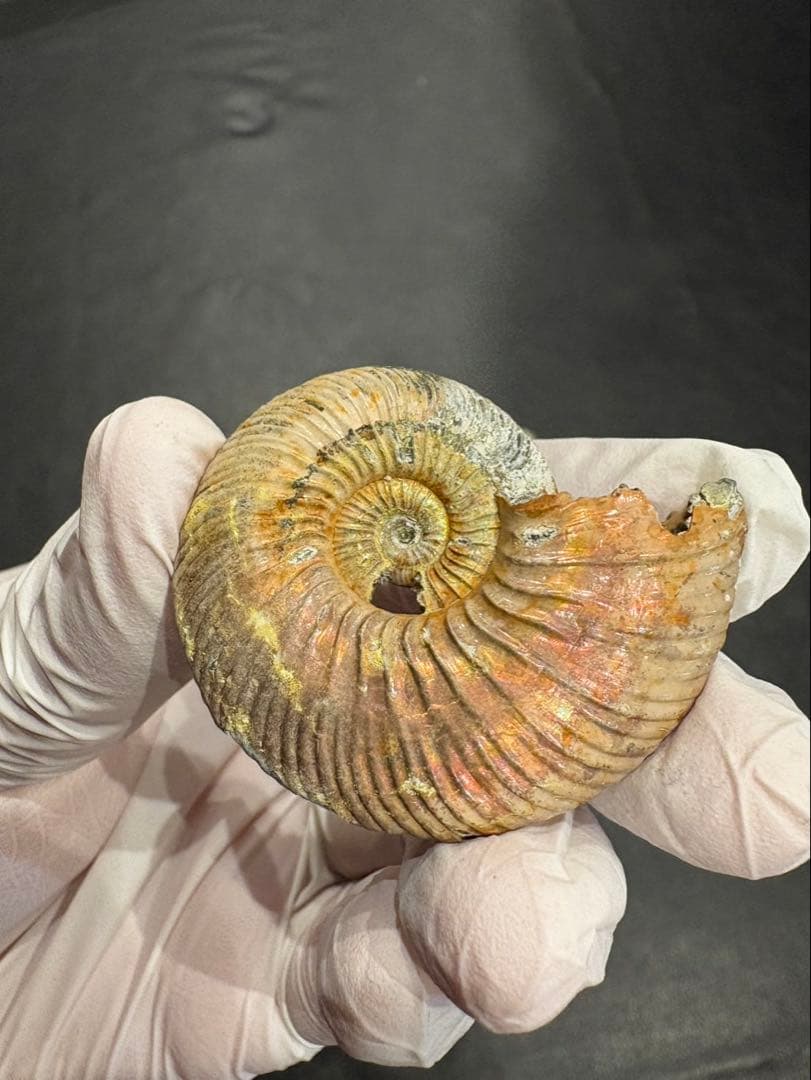 化石　クエンステッドセラス　アンモナイト　まとめ9つ