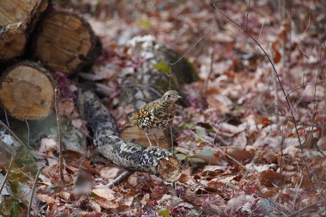 TAMRON SP 150-600mm F/5-6.3　難あり品