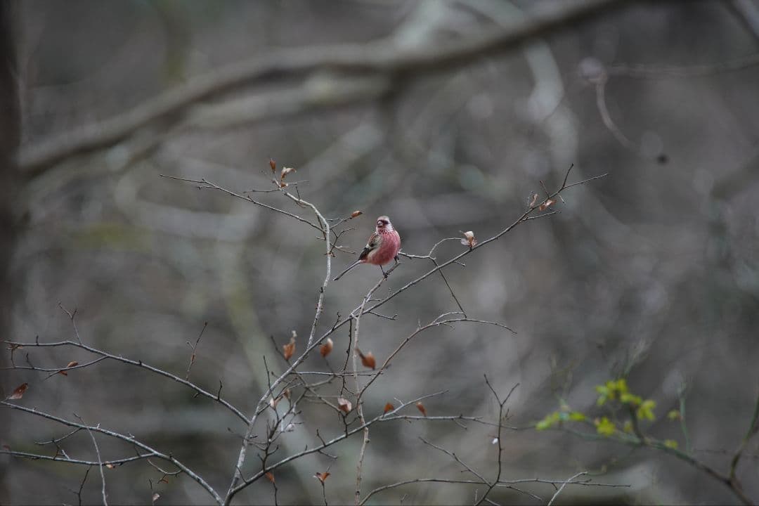 TAMRON SP 150-600mm F/5-6.3　難あり品