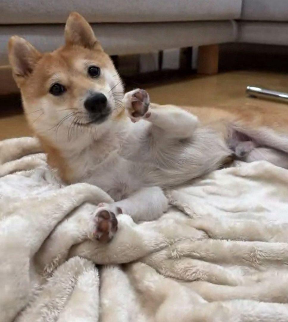 新品　Dr.スランプアラレちゃん　んちゃ編　限定フィギュア 　SLUMP