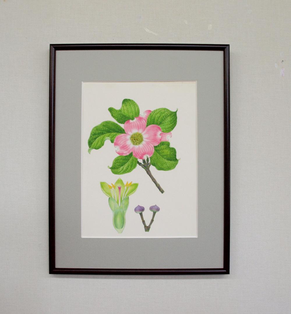 【絵画】ボタニカルアート「アメリカハナミズキ」原画