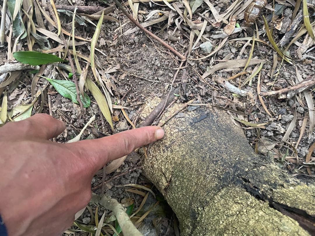 アカシア　Acacia ソウシジュ　相思樹　根皮100% 1000g