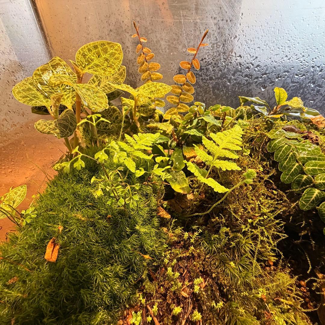 苔テラリウム　植物育成LED付