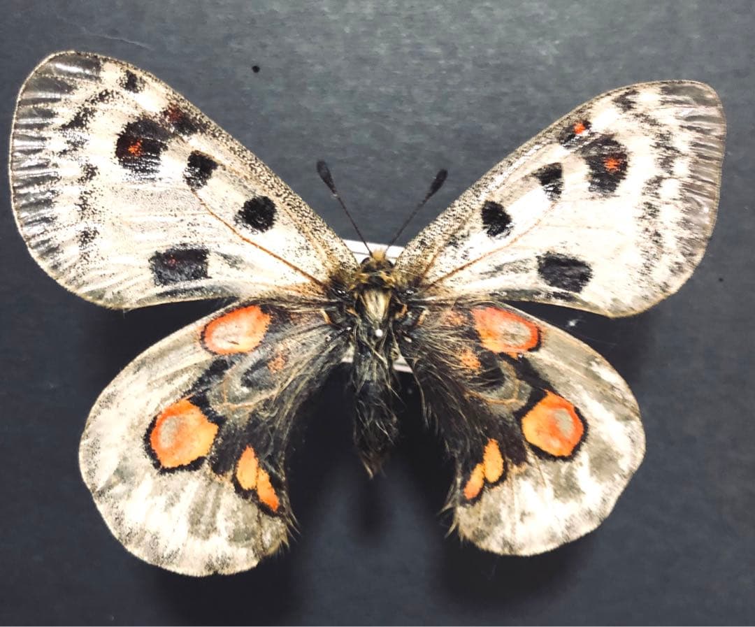 蝶標本　アポロウスバ　赤紋拡大型