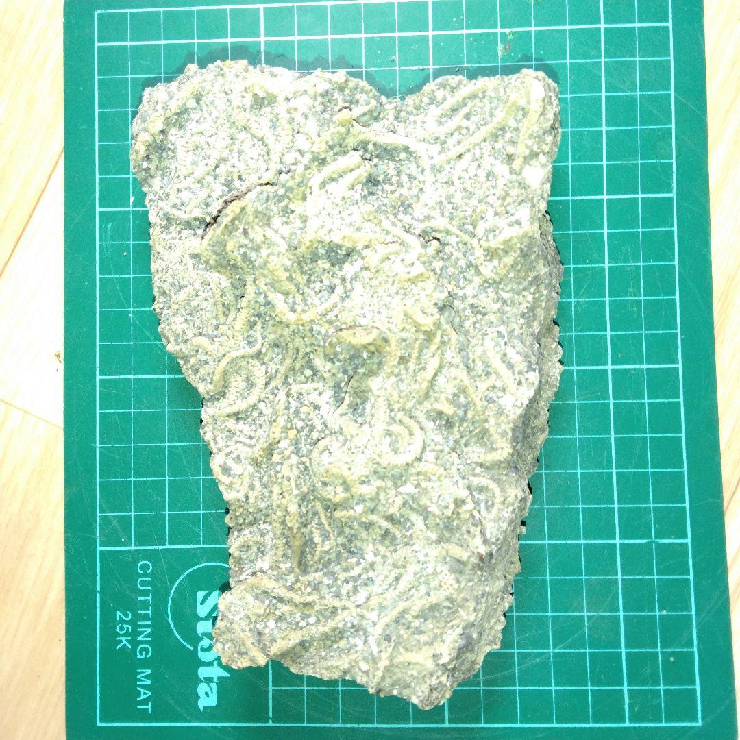 千葉県産　キタクシノハクモヒトデ　　立体標本　ヒトデ化石　化石