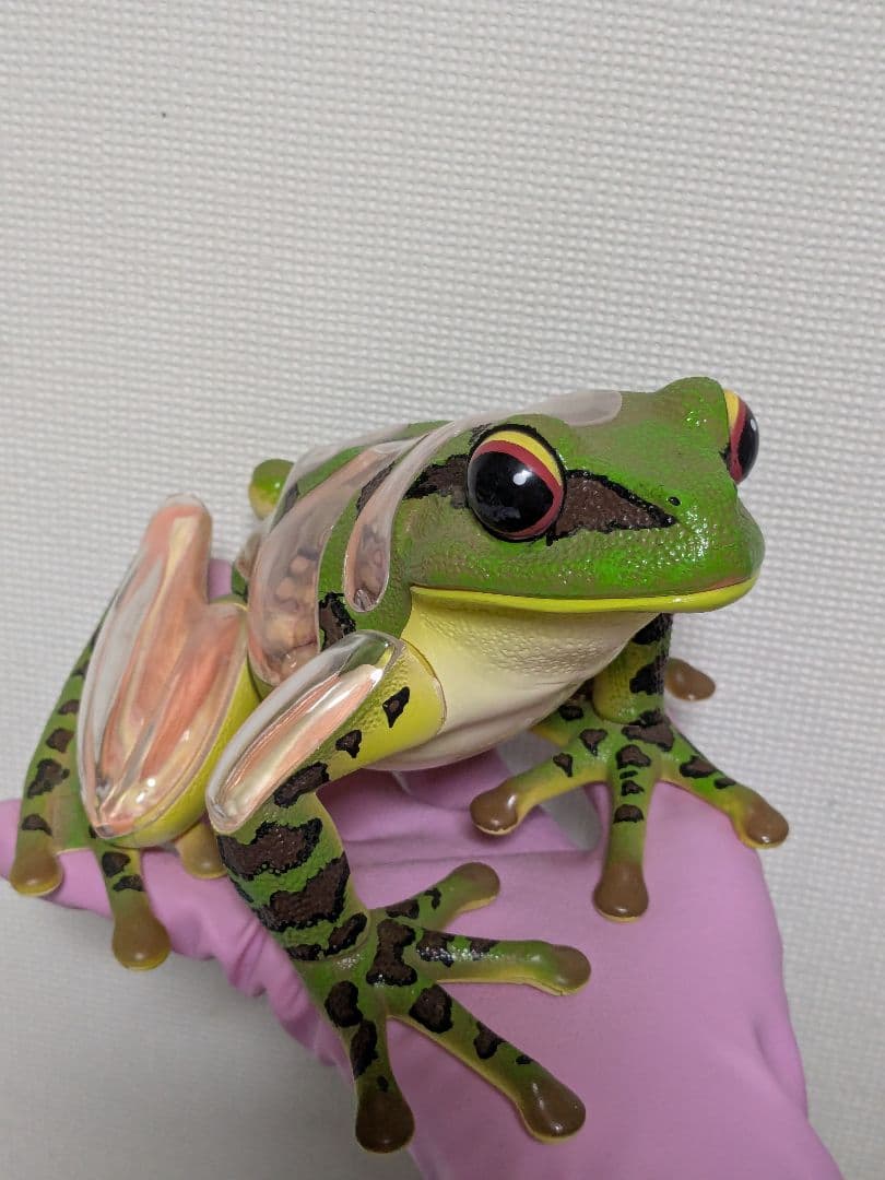 立体パズル 4D VISION 動物解剖 カエル解剖モデル