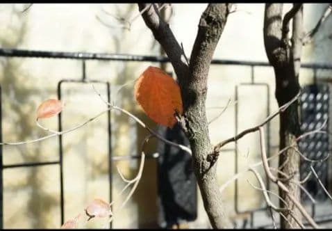 SONY α7 II ミラーレス一眼