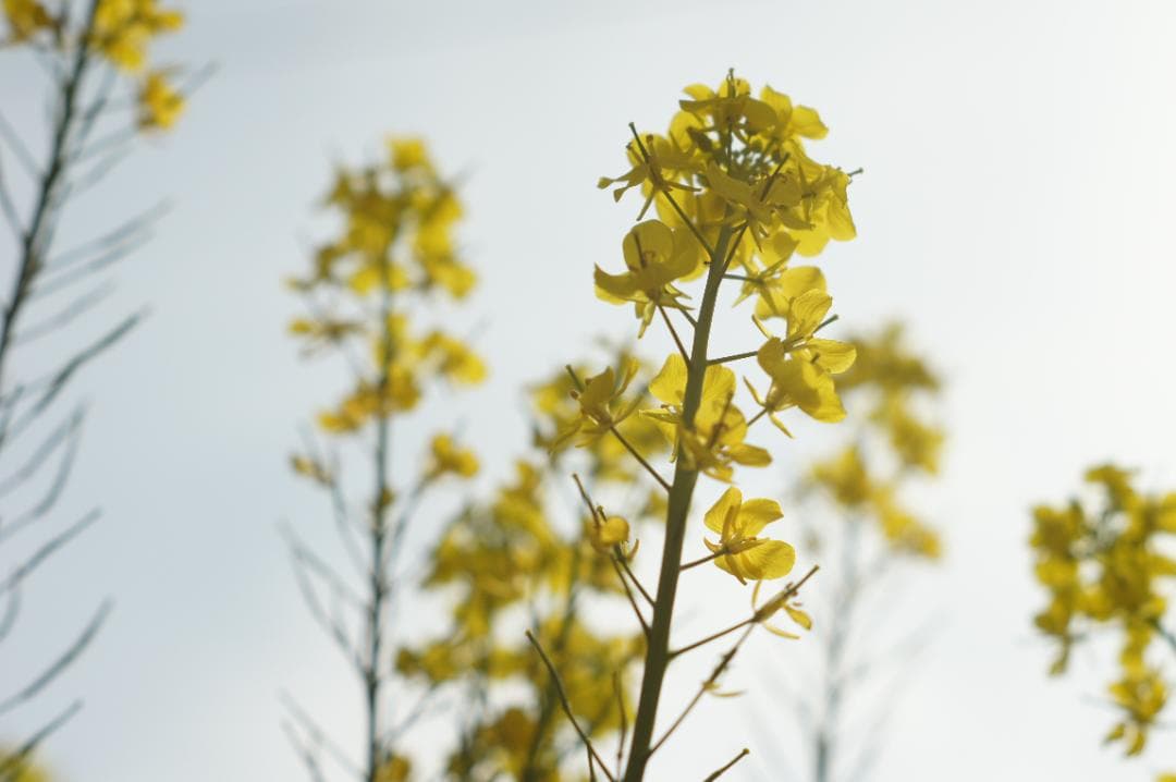 光学極美品_作例有✨ PENTAX スーパータクマー 55mm f1.8 後期型