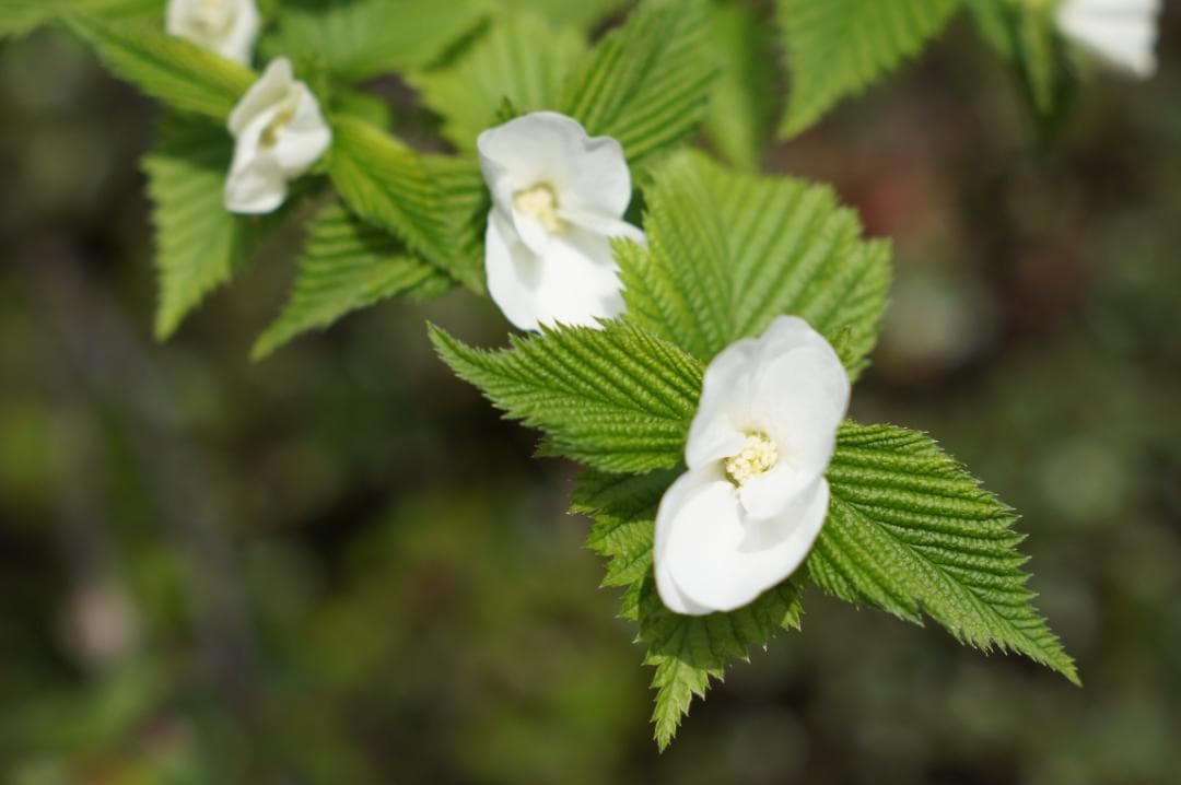 光学極美品_作例有✨ PENTAX スーパータクマー 55mm f1.8 後期型