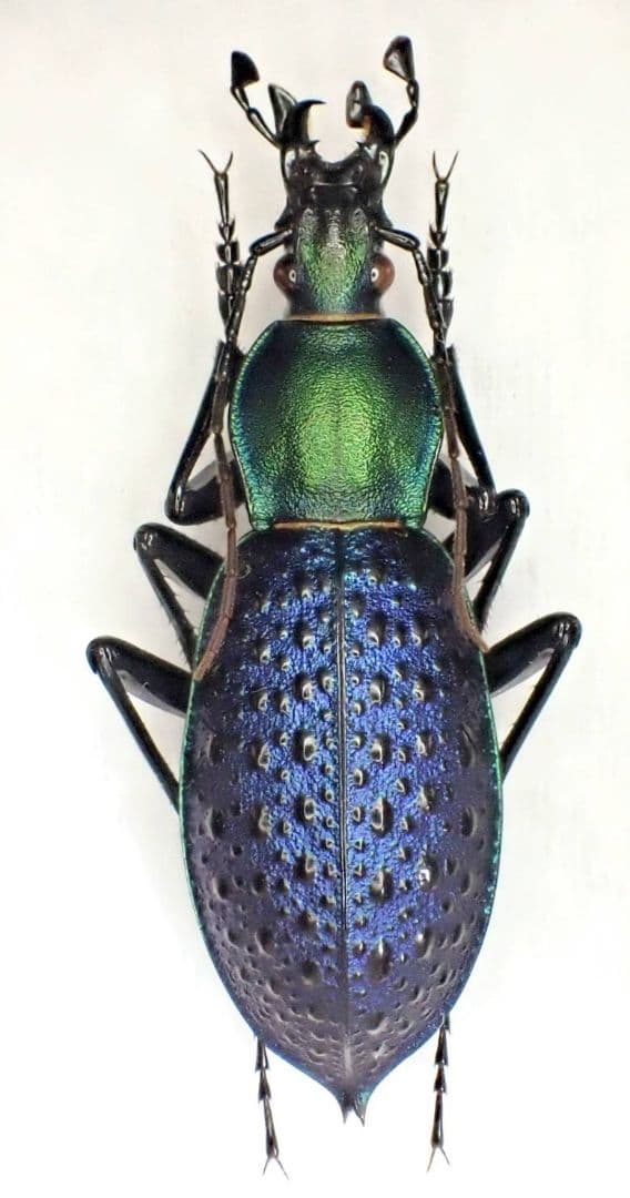 カブリモドキ　飼育交雑個体②