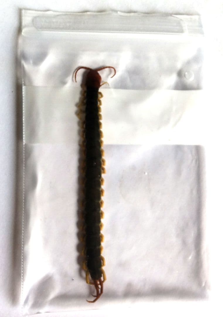 12cm 巨大化 ムカデ の 標本