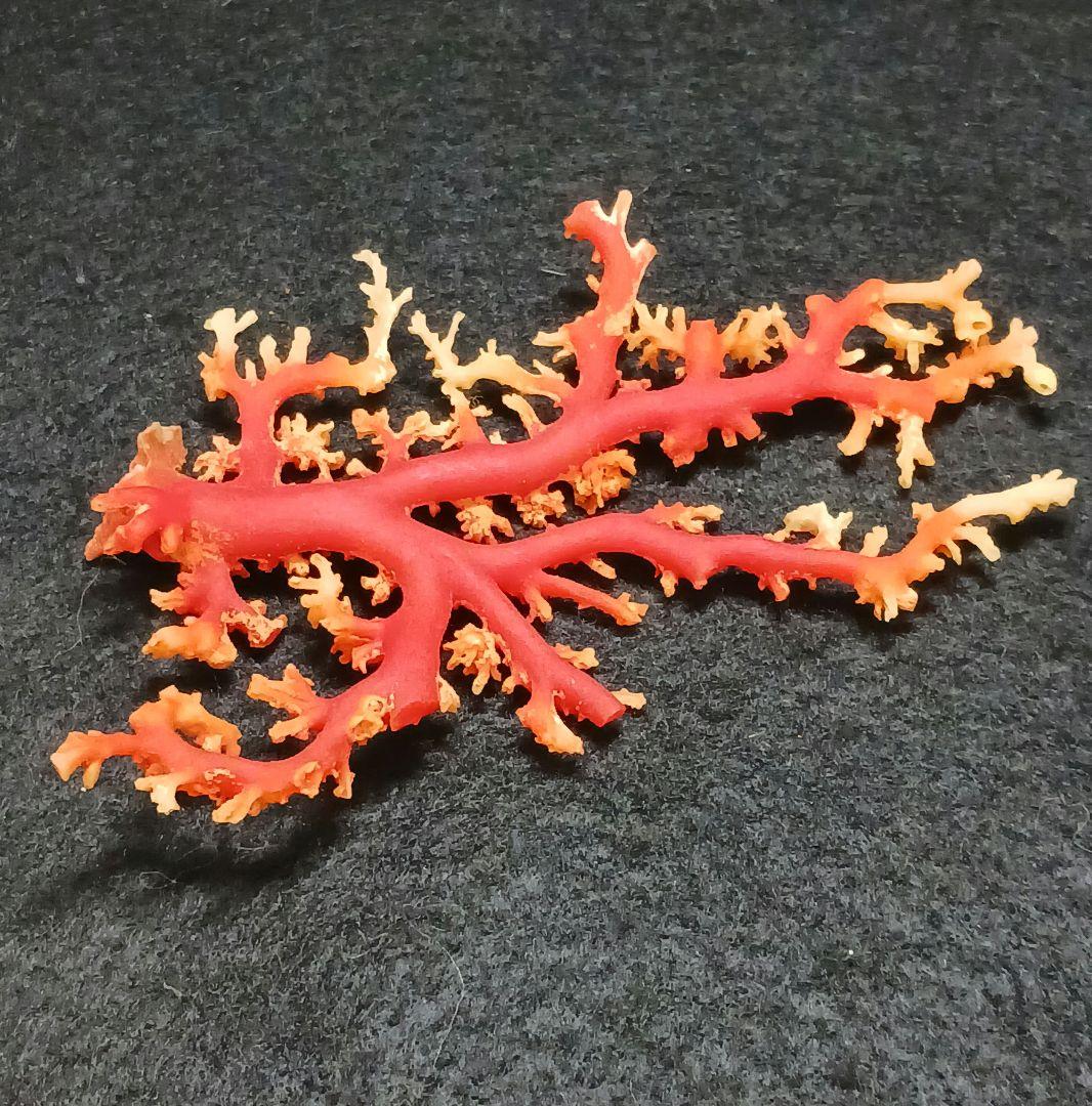 Y2678-1 国産赤珊瑚原木 血赤珊瑚 総重量28.7g 太軸