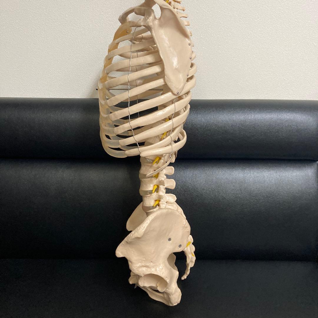 人体模型 骨格モデル 約80cm！カイロ！整体！ エステ！オステ！鍼灸！医療！